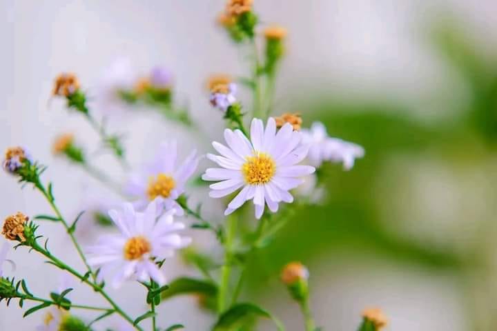 masudur flower